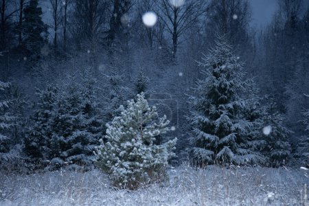 A beautiful forest landscape with falling snowflakes. Overcast winter day with snowy woodlands of Northern Europe.