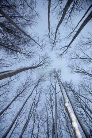 A beautiful winter forest from ground to sky. Circular wide angle scenery. Seasonal scene of Northern Europe.