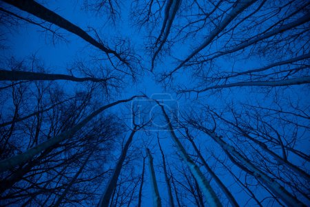 Téléchargez les photos : Une belle forêt hivernale du sol au ciel. Décor circulaire grand angle. Scène saisonnière de l'Europe du Nord. - en image libre de droit