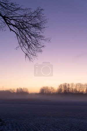 A beautiful tree silhouette against morning sky in early winter. Seasonal landscape of Northern Europe.
