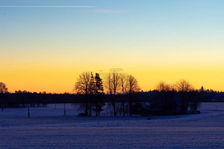 Téléchargez les photos : Une belle silhouette d'arbre contre le ciel du matin au début de l'hiver. Paysage saisonnier du nord de l'Europe. - en image libre de droit