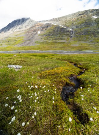 A beautiful white cottongrass growing in the Sarek National Park, Sweden. Summer landscape of Northern Europe wilderness.
