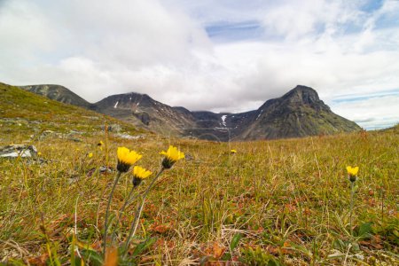 Beautiful, sunny svenery with yellow flowers blooming in the Sarek National Park. Dandelions in Northern Europe wilderness.