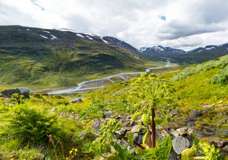 Beautiful summer scenery with native vegatation in Sarek National Park, Sweden. Plants growing in Northern Europe wilderness.