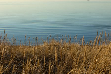 Téléchargez les photos : Un magnifique coucher de soleil avec de l'herbe sèche poussant dans les dunes de la mer Baltique. Paysage sping coloré en Europe du Nord. - en image libre de droit