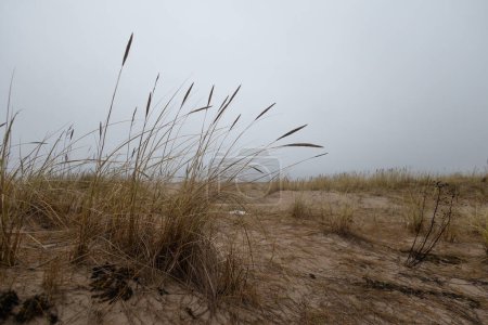 Téléchargez les photos : Herbe poussant dans les dunes de sable à la plage de la mer Baltique. Paysages printaniers du nord de l'Europe. - en image libre de droit