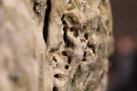 Téléchargez les photos : Gros plan d'un mur de grès percé de trous d'insectes fouisseurs. Paysages naturels dans le parc national de Gauja, Lettonie. - en image libre de droit
