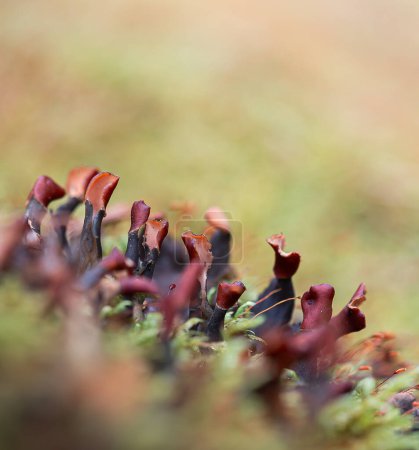 Téléchargez les photos : Un beau gros plan pf un lichen poussant sur les arbres au début du printemps. Paysages naturels des forêts d'Europe du Nord. - en image libre de droit
