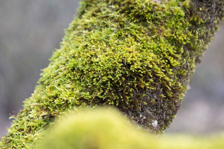 Téléchargez les photos : Un beau gros plan de mousse verte qui pousse sur les arbres au début du printemps. Paysages naturels des forêts d'Europe du Nord. - en image libre de droit