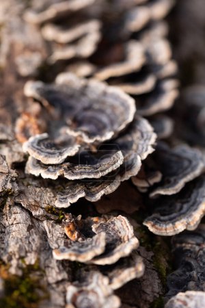 Téléchargez les photos : Un beau gros plan des champignons de la pourriture du bois qui poussent au début du printemps. Un paysage naturel des forêts d'Europe du Nord. - en image libre de droit