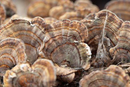 Téléchargez les photos : Un beau gros plan des champignons de la pourriture du bois qui poussent au début du printemps. Un paysage naturel des forêts d'Europe du Nord. - en image libre de droit