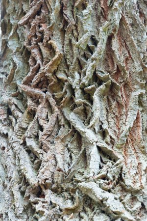 Téléchargez les photos : Un beau gros plan d'un tronc d'arbre avec des détails et de la texture. Paysage printanier précoce des forêts d'Europe du Nord. - en image libre de droit