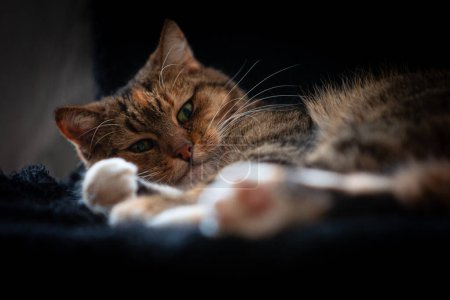 Téléchargez les photos : Un beau chat de maison tricolore assis à l'intérieur. Mignon portrait d'un animal de compagnie. - en image libre de droit