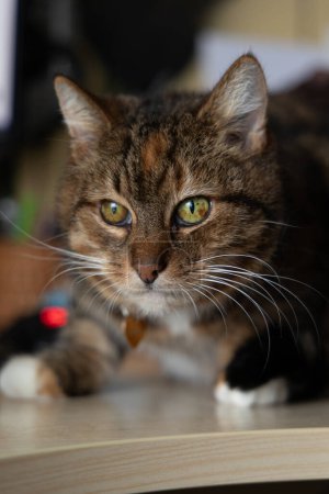 Téléchargez les photos : Un beau chat de maison tricolore assis à l'intérieur. Mignon portrait d'un animal de compagnie. - en image libre de droit
