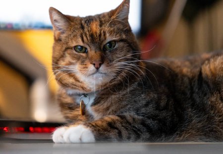 Téléchargez les photos : Une belle maison tricolore chat dormant sur le bureau près du clavier d'ordinateur. Mignon animal de compagnie sur la table de travail. - en image libre de droit