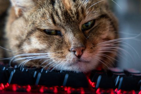 Téléchargez les photos : Une belle maison tricolore chat dormant sur le bureau près du clavier d'ordinateur. Mignon animal de compagnie sur la table de travail. - en image libre de droit