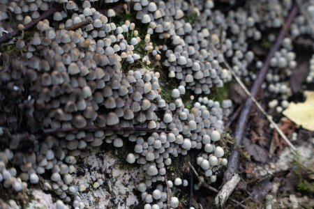 Beaux champignons gris à chapeau d'encre de fée poussant sur le vieux tronc d'arbre dans la forêt d'automne. Paysage boisé naturel avec beaucoup de champignons agariques en Lettonie, Europe du Nord.