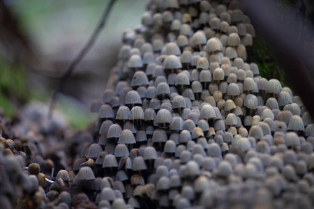 Beaux champignons gris à chapeau d'encre de fée poussant sur le vieux tronc d'arbre dans la forêt d'automne. Paysage boisé naturel avec beaucoup de champignons agariques en Lettonie, Europe du Nord.