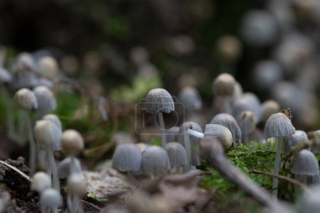 Beautiful gray fairy inkcap mushrooms growing on the old tree trunk in autumn forest. Natural woodland scenery with a lot of agaric fungi in Latvia, Northern Europe.
