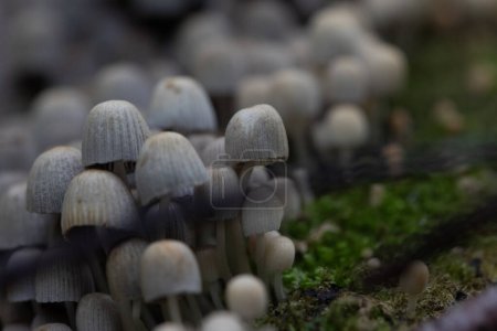 Beautiful gray fairy inkcap mushrooms growing on the old tree trunk in autumn forest. Natural woodland scenery with a lot of agaric fungi in Latvia, Northern Europe.