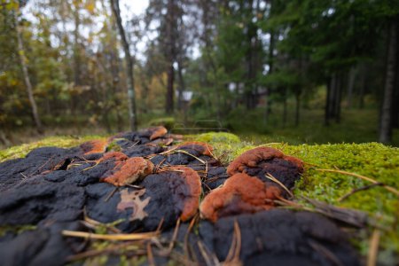 Un hermoso hongo poliporoso que crece en el árbol durante el otoño. Paisajes de bosques naturales en Letonia, norte de Europa.