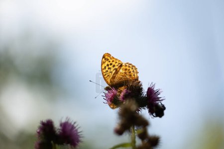 Beautiful orange butterfly feeding on the thistle flower. Summer scenery in meadow near forest in Latvia, Northern Europe.
