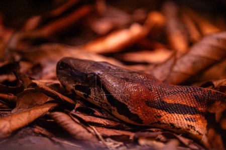 Beautiful brown snake living in a terrarium. Exotic scenery in aquarium in Dusseldorf, Germany.