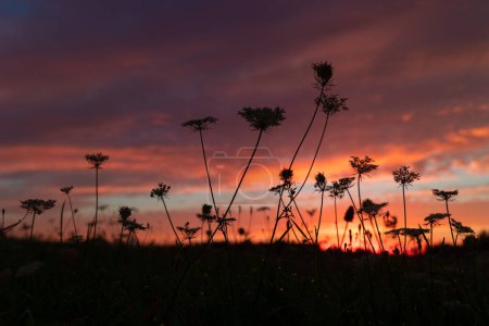 Délicates fleurs de dentelle de la reine Anne fleurissant dans la prairie d'été, silhouettes contre ciel coloré. Beaux paysages ruraux de Lettonie, Europe du Nord.