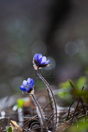 Beautiful anemone hepatica blooming in the spring forest. Springtime woodland scenery of Latvia, Northern Europe.