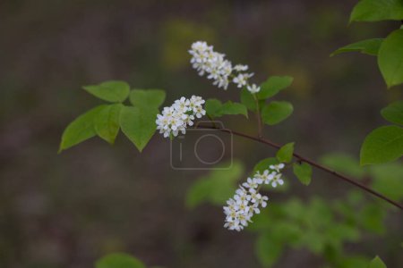 Beau cerisier oiseau blanc fleurit dans la forêt de printemps. Paysage boisé ensoleillé de plantes indigènes en Lettonie, Europe du Nord.