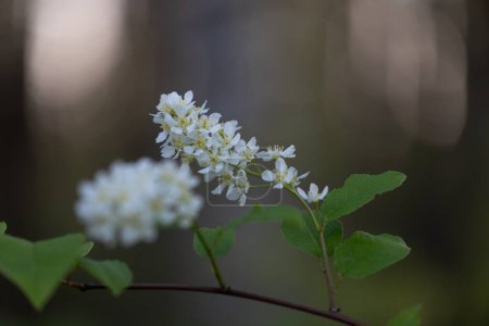 Beau cerisier oiseau blanc fleurit dans la forêt de printemps. Paysage boisé ensoleillé de plantes indigènes en Lettonie, Europe du Nord.