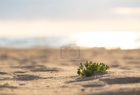 Eine schöne Sommer-Strand-Szene mit Pflanzen, die im Sand wachsen. Natürliche Landschaft der Ostseeküste in Lettland.