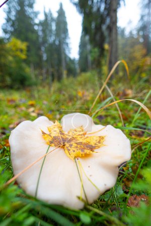 Hermosos detalles del bosque de otoño malhumorado en Letonia. Paisajes naturales de otoño de bosques en el norte de Europa.