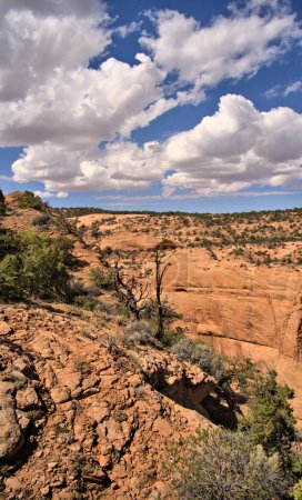 Photo for Navajo National Monument is a National Monument located within the northwest portion of the Navajo Nation territory in northern Arizona, which was established to preserve three well-preserved cliff dwellings of the Ancestral Pueblo people: Keet Seel, - Royalty Free Image