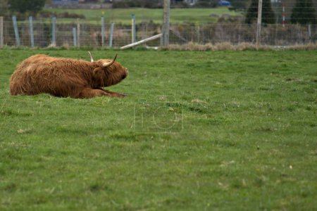 Les agriculteurs peuvent élever avec succès du boeuf des Highlands sur des terres qui ne conviennent pas aux autres races de bovins.,