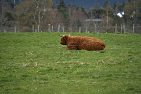 Farmers can successfully raise Highland beef on land that is otherwise unsuitable for other cattle breeds,