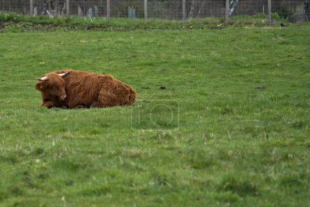 Los agricultores pueden criar con éxito la carne de vacuno de Highland en tierras que de otro modo no son adecuadas para otras razas de ganado.,