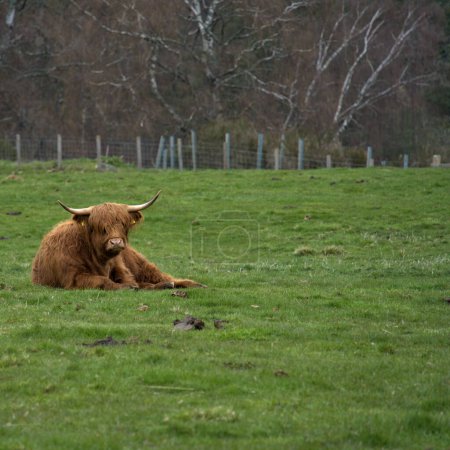 Los agricultores pueden criar con éxito la carne de vacuno de Highland en tierras que de otro modo no son adecuadas para otras razas de ganado.,