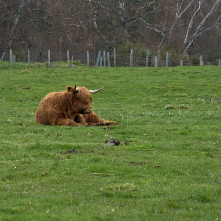 Farmers can successfully raise Highland beef on land that is otherwise unsuitable for other cattle breeds,