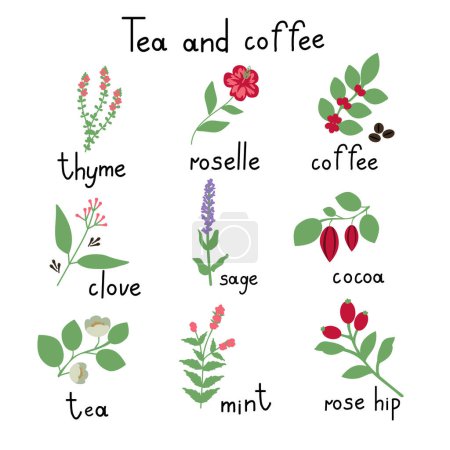 Téléchargez les illustrations : Collection de plantes vectrices de thé et de café - en licence libre de droit