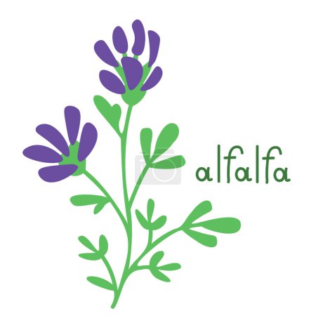 Ilustración de Ilustración de flor de alfalfa vector aislado - Imagen libre de derechos