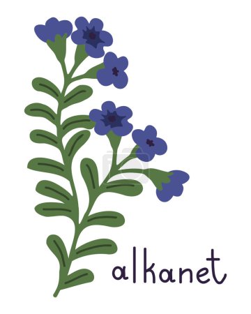 Illustration for Isolated vector alkanet flower illustration - Royalty Free Image