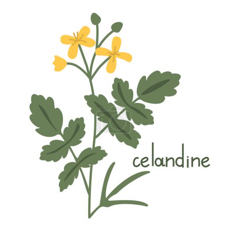 Illustration for Celandine vector decorative flower illustration - Royalty Free Image
