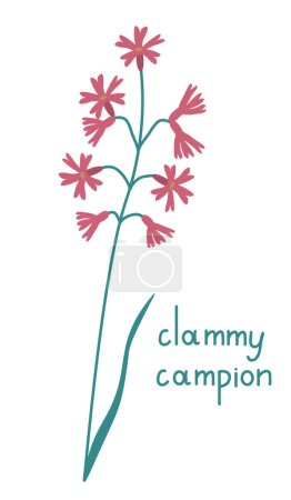 Téléchargez les illustrations : Clammy campion isolated vector illustration - en licence libre de droit