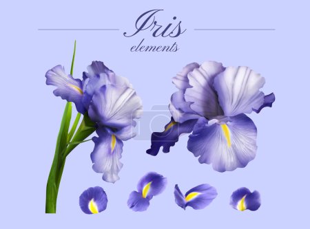 Illustration for Illustration of purple iris flower buds and petals isolated on light purple background. - Royalty Free Image