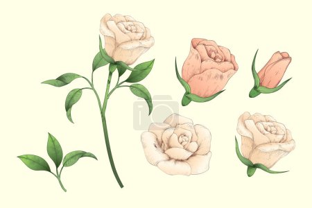 Illustration for Illustration of light pink engraved rose process from closed bud to fully bloom form and flower with stem isolated on cream color background. - Royalty Free Image