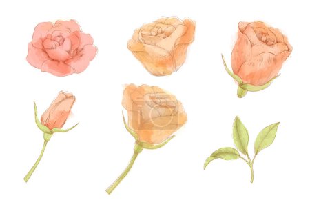 Ilustración de Ilustración del conjunto de elementos de flor rosa de estilo grabado dibujado a mano. Incluyendo flores en diferentes ángulos, hojas, tallo y brote aislados sobre fondo blanco. - Imagen libre de derechos