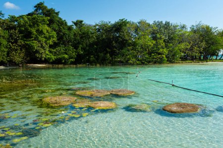Téléchargez les photos : Beautiful landscape with stromatolites,  photo taken in Laguna Bacalar in Mexico during kayak trip. - en image libre de droit