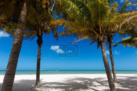 Foto de Hermosa playa de Progreso en México durante el día soleado. Playa blanca con palmeras y cielo azul. - Imagen libre de derechos