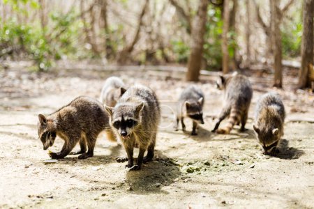 Foto de Hermosos animales salvajes - mapache en la Reserva Ecológica El Corchito en Progreso, México durante el día soleado. Concepto ecológico. - Imagen libre de derechos